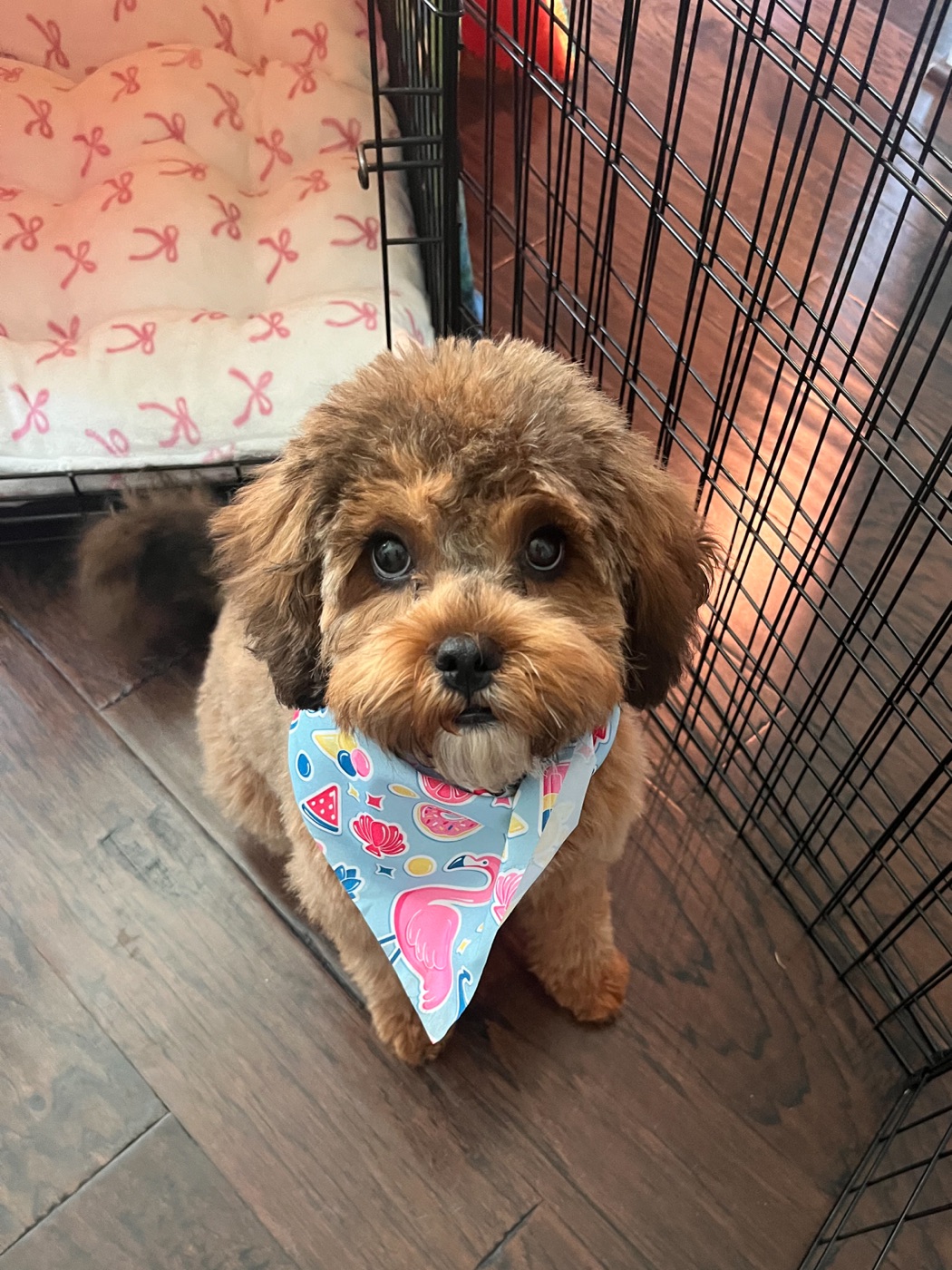 Dahlia, the Mosko Construction Group puppy mascot